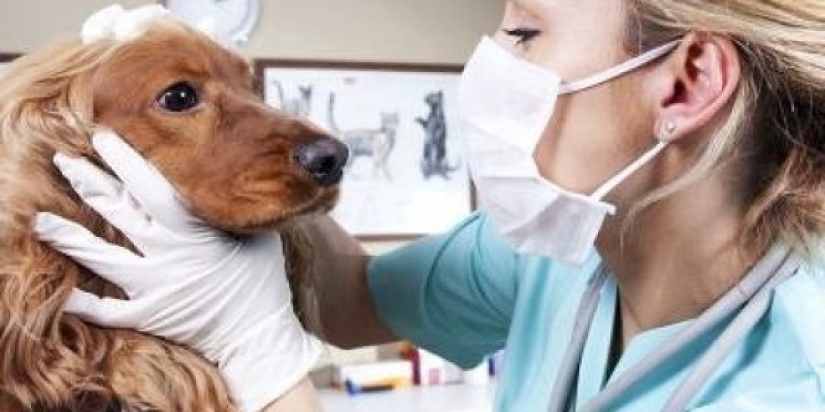 What You Need to Know About Dog Fecal Tests and Collecting Samples