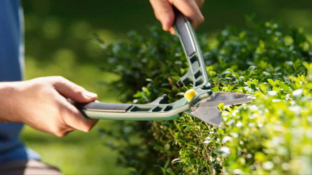 Expert Hedge Trimming and Pruning Services | Lawn Mowings