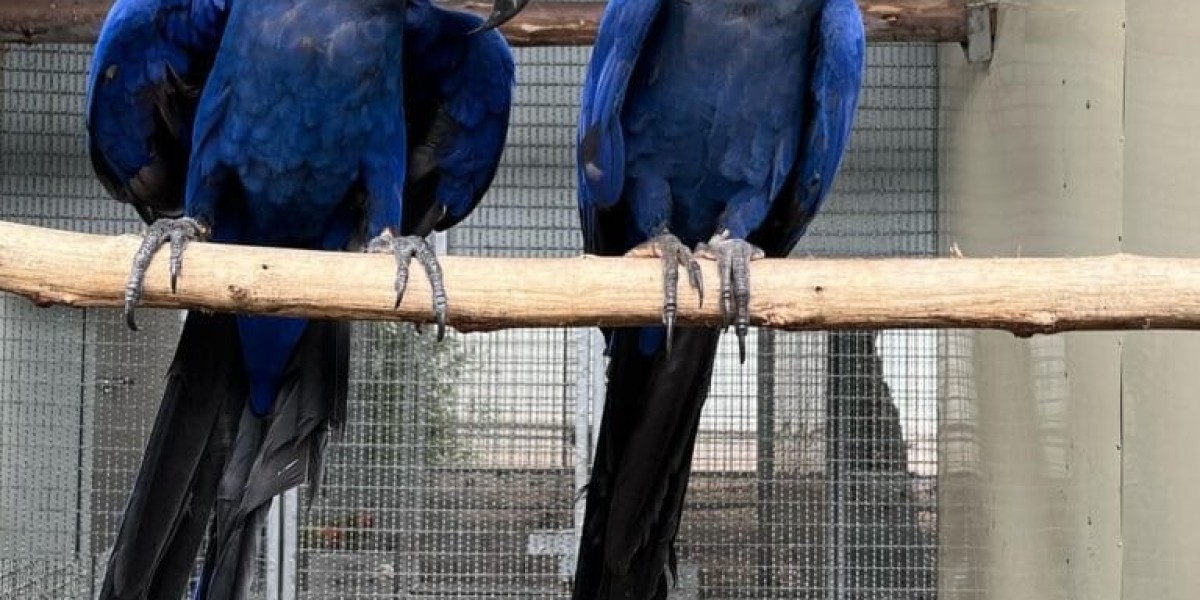 The 10 Scariest Things About Buy Macaw