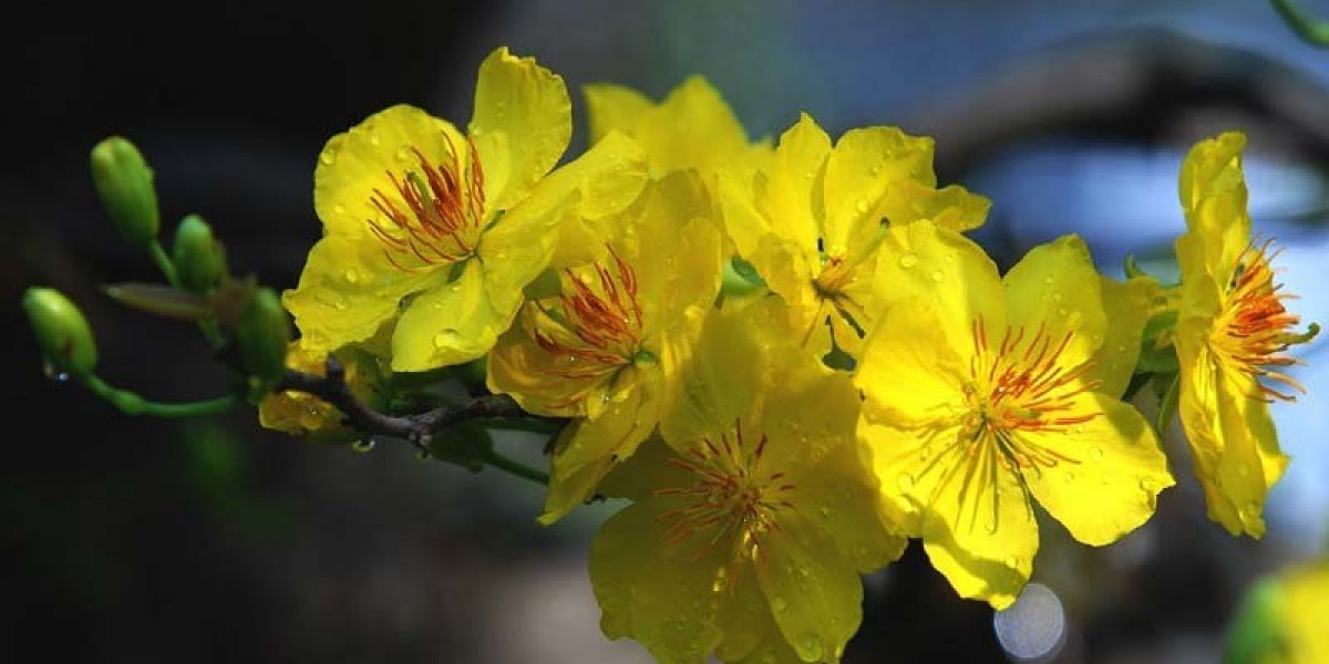 Hoàng mai xứ Huế